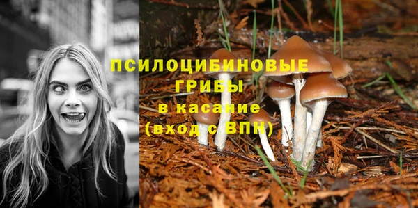 ПСИЛОЦИБИНОВЫЕ ГРИБЫ Новозыбков